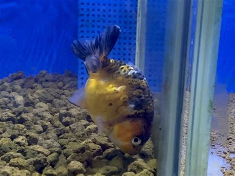 金魚頭下尾上|金魚が頭を下にして泳ぐのは状態…逆立ち泳ぎとは？【飼育・病。